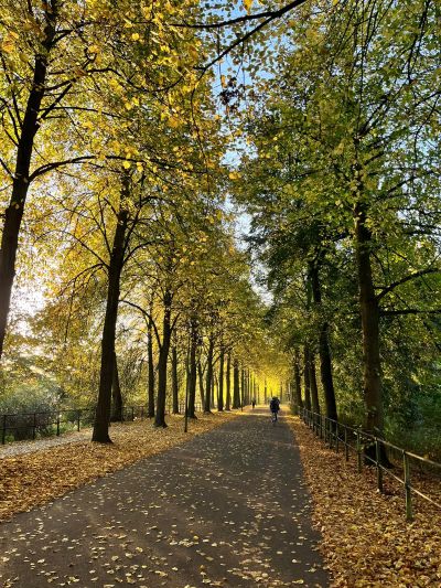 Ein Weg, der durch eine Baumallee führt.